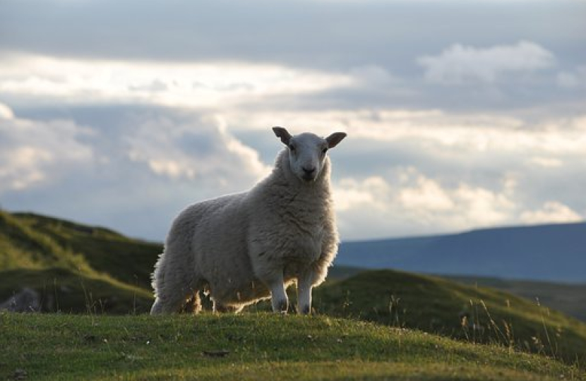 Sheep