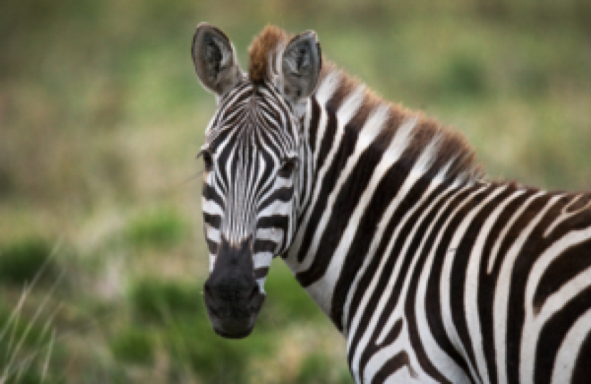 zebra