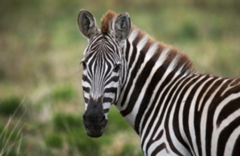 zebra