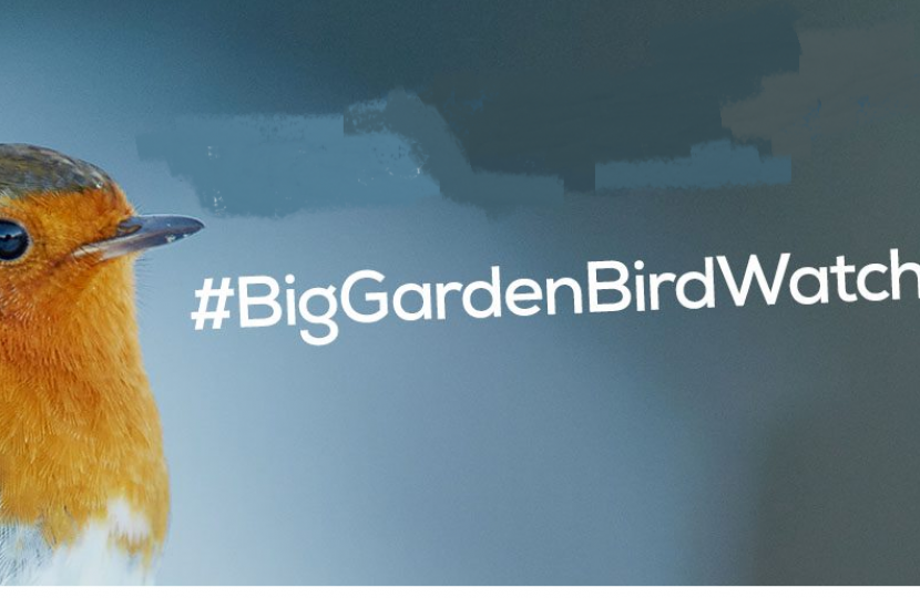 big garden birdwatch