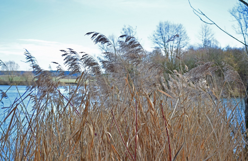 Green Reeds Water
