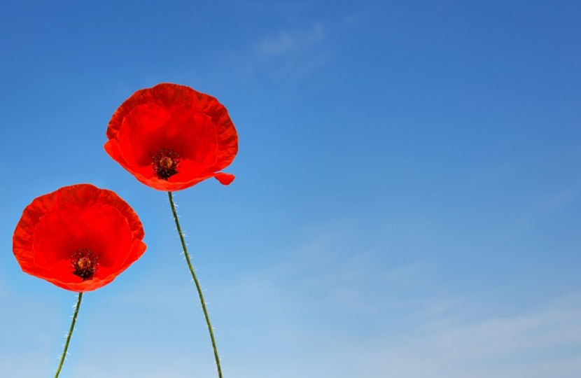 A couple of poppies
