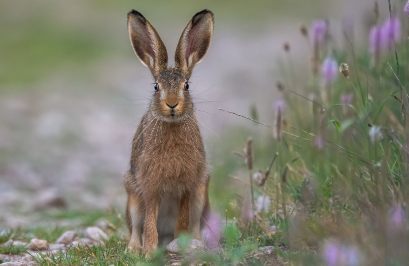 hare image