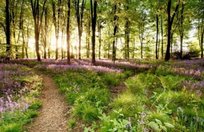 Woods