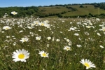 Daisies