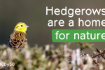 Hedgerows 