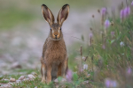 image of a hare