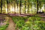 Woods