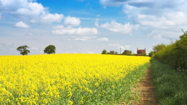 farm with field image