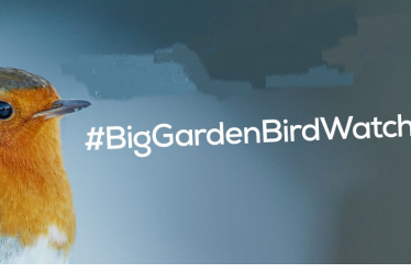 big garden birdwatch