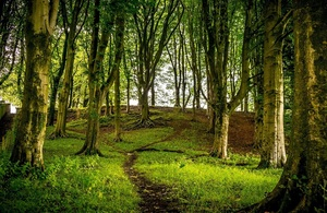 forest 