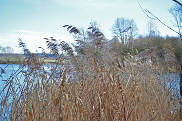 Green Reeds Water