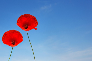 A couple of poppies